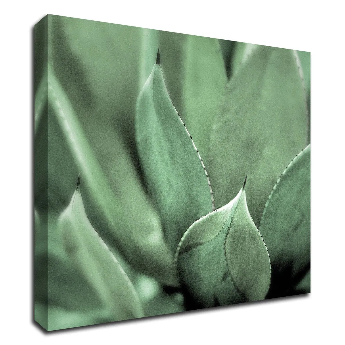 "Agave #4" Wrapped Canvas Print Wall Art