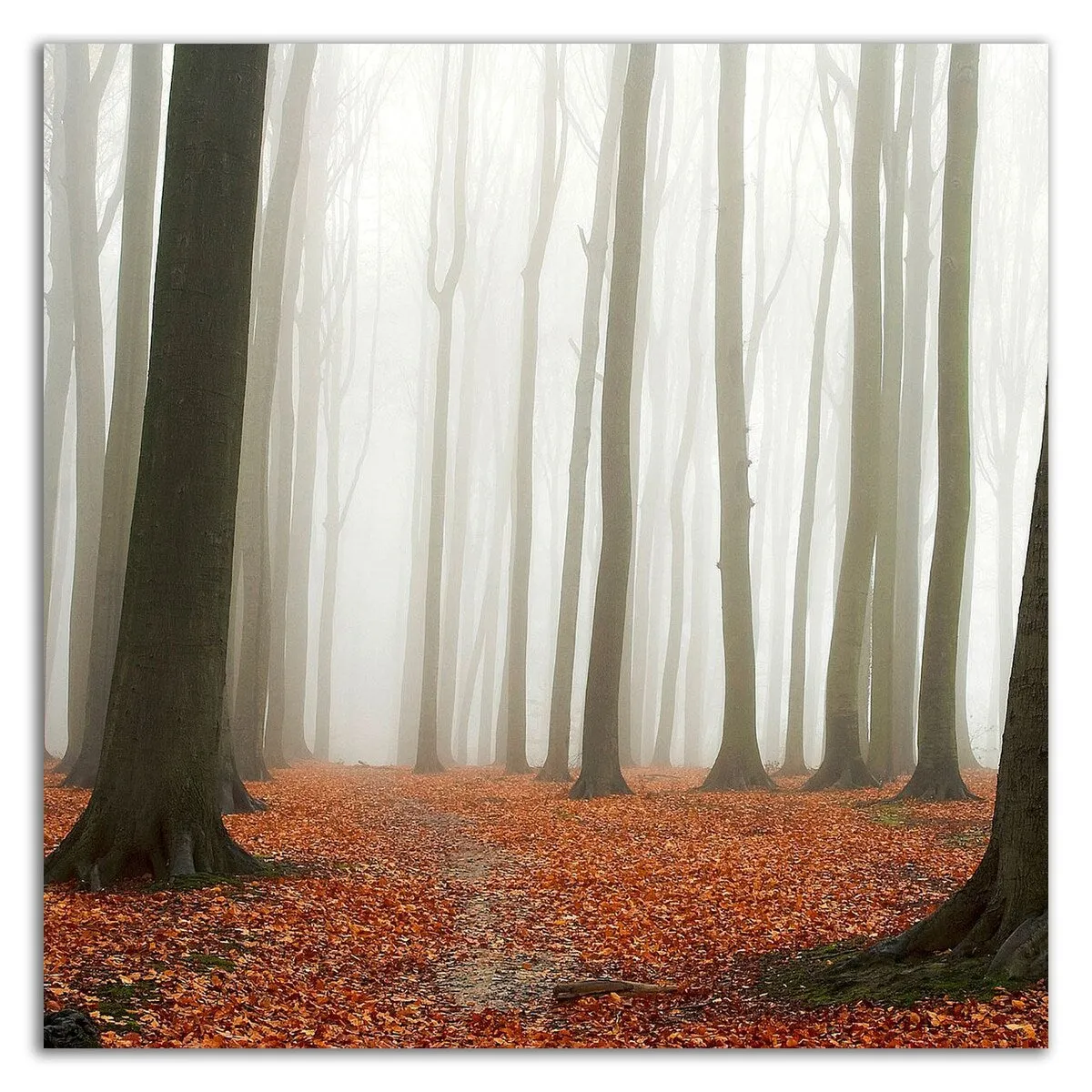 "Autumn Forest Floor" Wrapped Canvas Print Wall Art