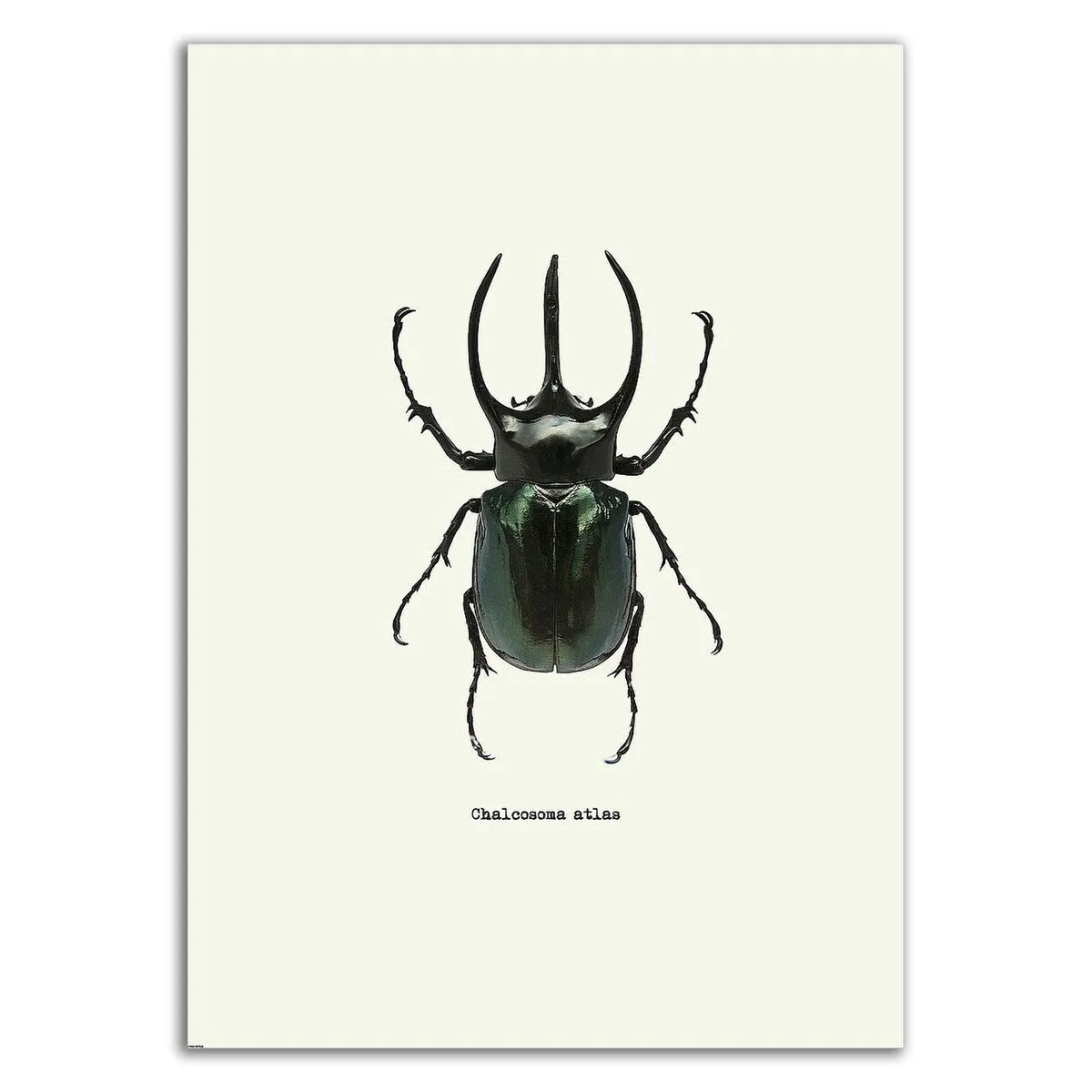 "Beetle Black" Wrapped Canvas Print Wall Art