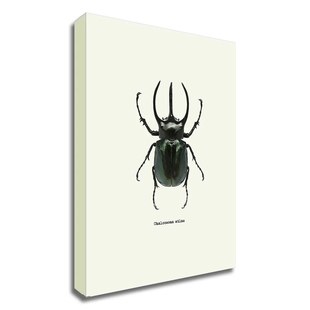 "Beetle Black" Wrapped Canvas Print Wall Art