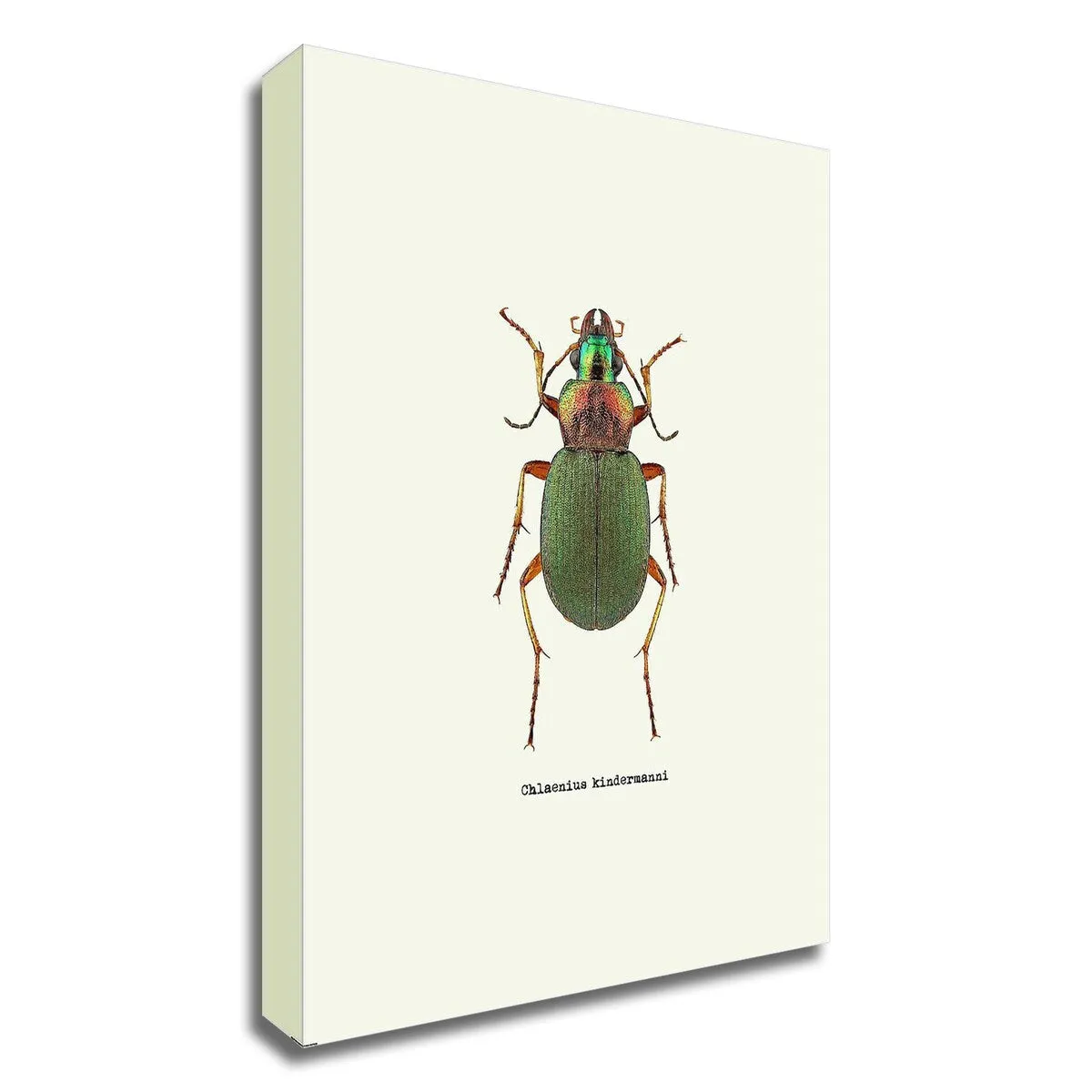 "Beetle Green" Wrapped Canvas Print Wall Art