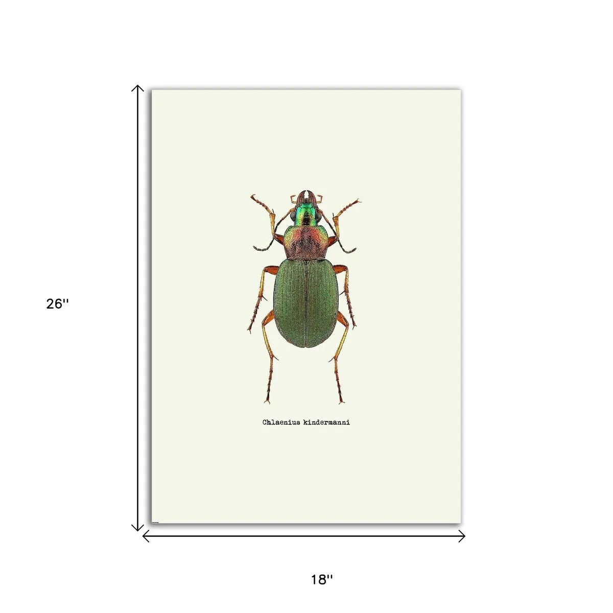 "Beetle Green" Wrapped Canvas Print Wall Art