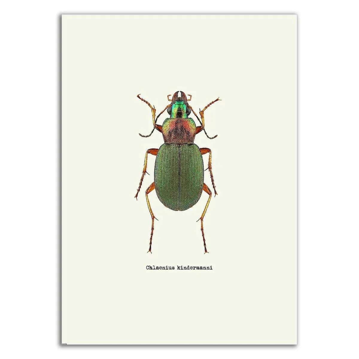 "Beetle Green" Wrapped Canvas Print Wall Art