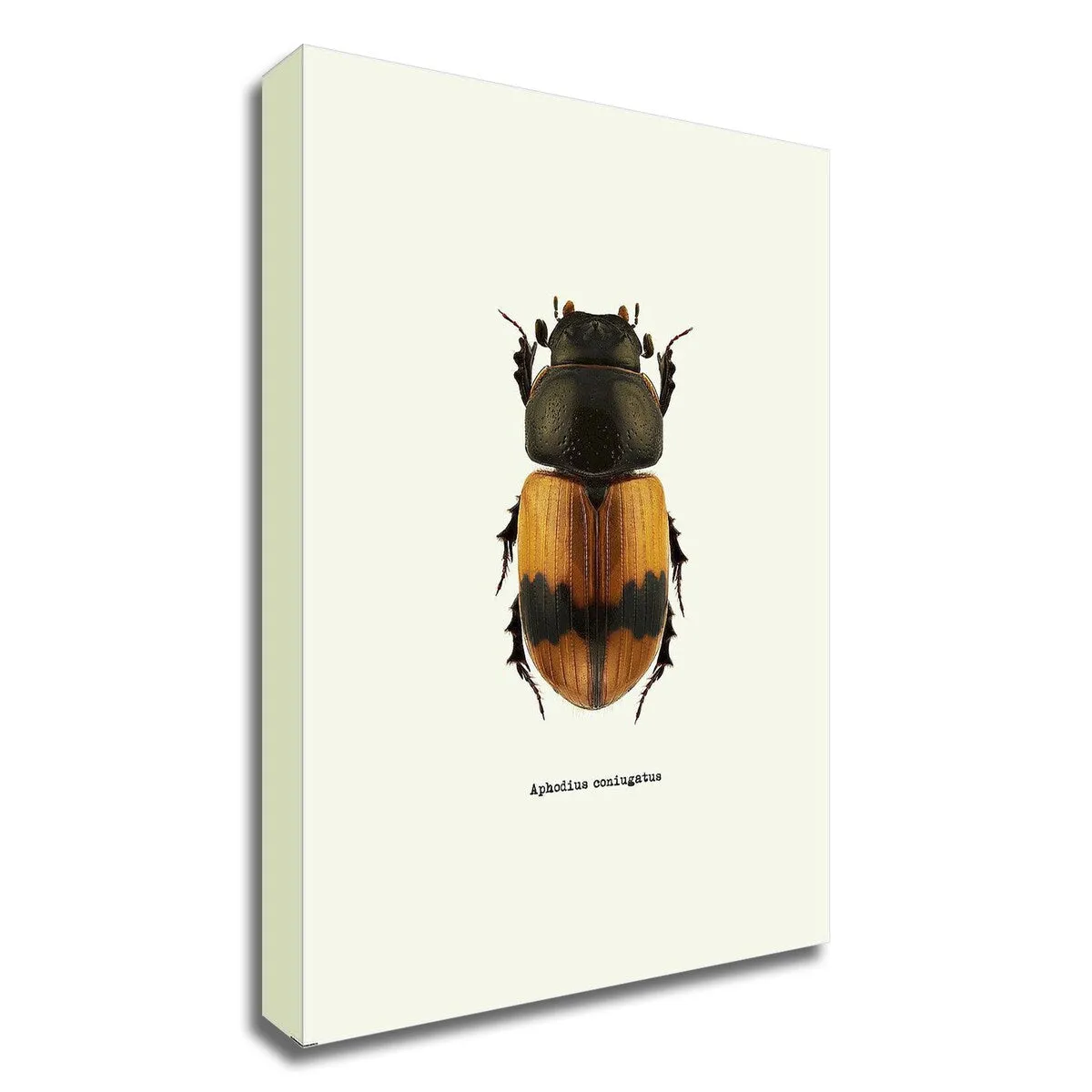 "Beetle Orange" Wrapped Canvas Print Wall Art