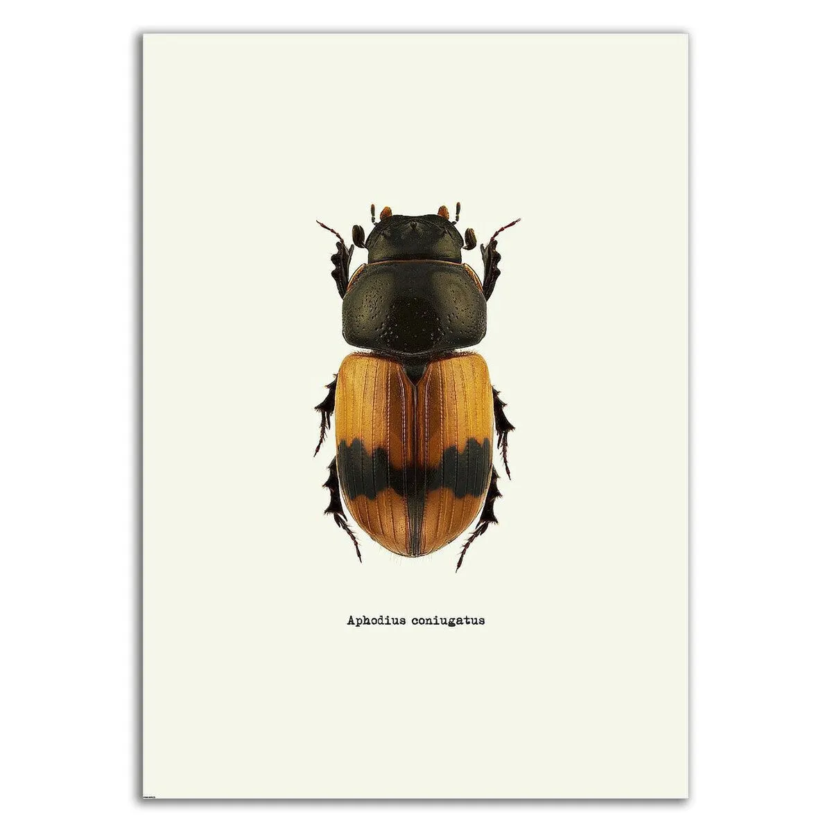 "Beetle Orange" Wrapped Canvas Print Wall Art