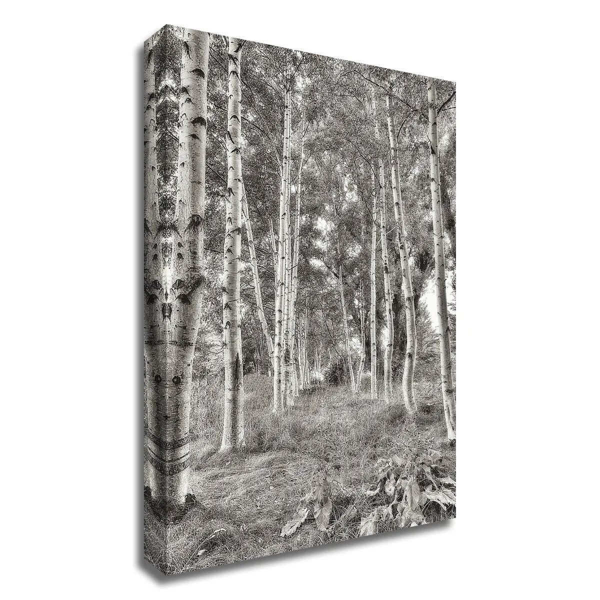 "Birch Trees No.3" Wrapped Canvas Print Wall Art